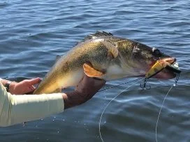 Andrew Graf 29in Walleye