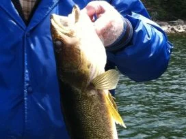 Brent Hall 31in Walleye
