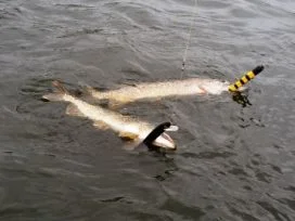 Twin 40in Pike