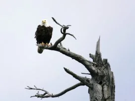 Bald Eagle