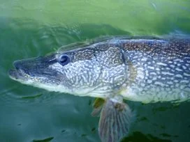 Pike in Water